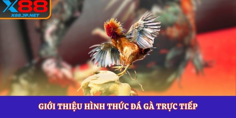 Giới thiệu hình thức đá gà trực tiếp